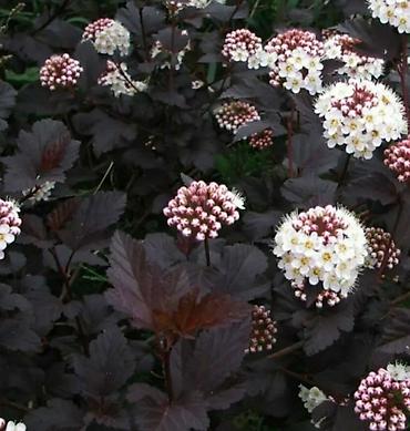 Гортензия: Продаю саженцы: -гортензия Анабель -Хосты великаны -Дицентра бордовая — 11