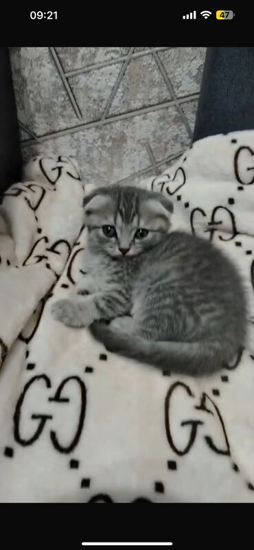 enzo шампунь отзывы: Şotland yastı qulaq, Erkək, Dişi, Yaxşı əllərə, Ünvandan götürmə, Ödənişli çatdırılma, Rayonlara çatdırılma