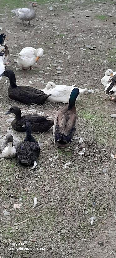 cüce satışı: Əvvəla Salam aleykum rəngli səsli ördəklər satılır ağlar satılmır öz — 7