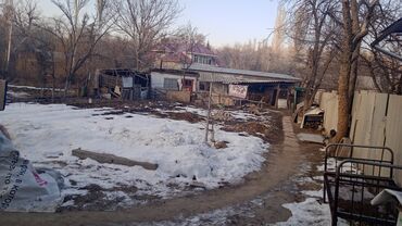 Другие комнатные растения: Талас шаары Танабаев 265кочосу техникумдун аркасында жайгашкан — 4