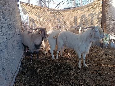 Козы, козлы: Продаю | Коза (самка) | Полукровка, Зааненская, Нубийская | Для разведения — 6