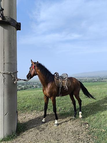 Лошади, кони: Продаю | Жеребец | Полукровка | Конный спорт — 3