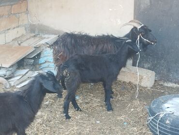 Ördəklər: Dişi, il: 1