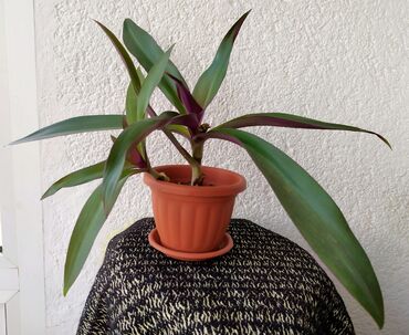 tabure na razvlačenje: Mojsijeva kolevka 30 cm - Tradescantia spathacea Prodaje se biljka sa
