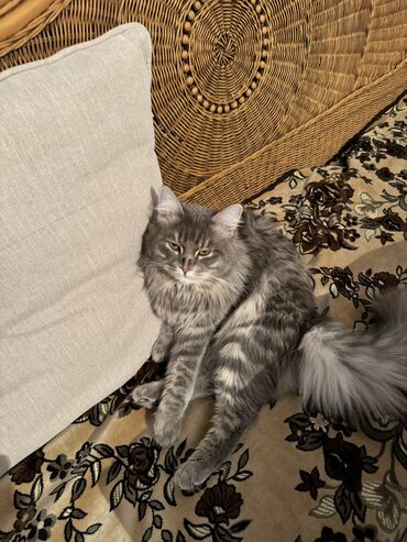 Коты: Сибирский Кот на вязку, Бишкек бесплатно