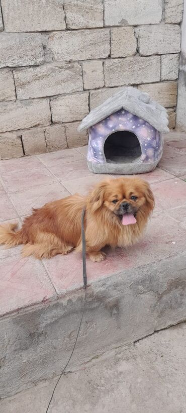 İtlər: Pekines, 3 il, Erkek, Sənədli, Ünvandan götürmə, Pulsuz çatdırılma, Ödənişli çatdırılma