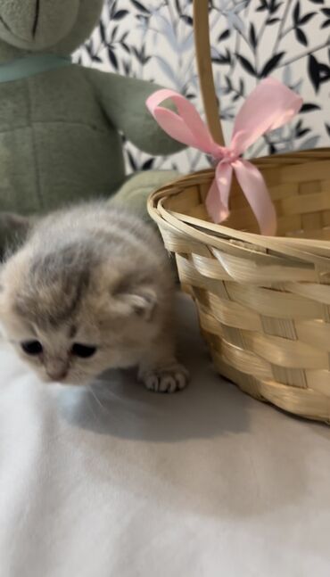 Pişiklər: Şinşilla, Dişi, Erkək, Ünvandan götürmə, Ödənişli çatdırılma — 8