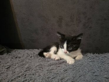 кошка куплю: Кошка даром: Беспородная, 2 месяца, Мальчик, Приучена к лотку