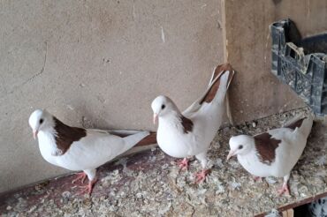 продажа птиц в баку: 3 ədet boynu qülü tecili satılır 1 maya 2 erkey birinin gözünde şiṣ̌i