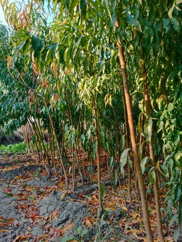 Tinglər: Her sor tinglermiz movcuddur yerli və xarici sortlar var sortlara — 15