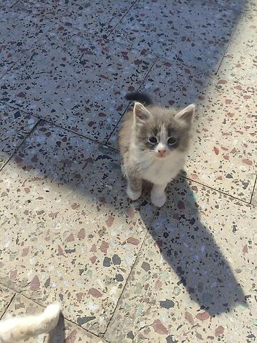 Pişiklər: Yaxşı əllərə — 8