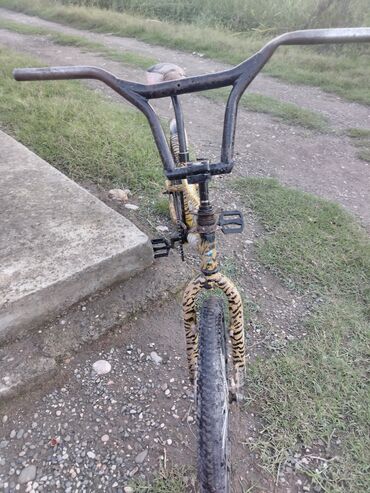 Biologiya: Qiymət 50 Bmx ölçüsü 20 leopar rəngli veziyeti yaxşıdı heç bir problem