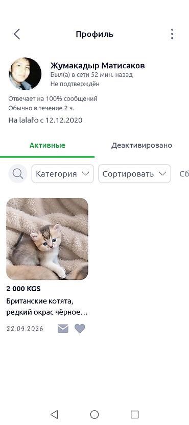 кошка потеряна найдена в бишкеке: ОСТОРОЖНО МОШЕННИКИ!!! УКРАЛИ МОИ ФОТО, ИЗМЕНИЛИ ФОН И ВЫЛОЖИЛИ — 1