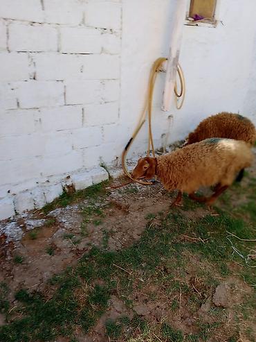 Mal-qara: Dişi quzular cütü 460 manata real alıcıya endirim olacaq — 4