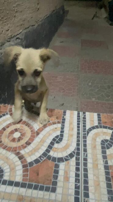 Продажа собак: 3 месяца, Самец — 1