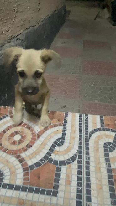 Продажа собак: 3 месяца, Самка — 1