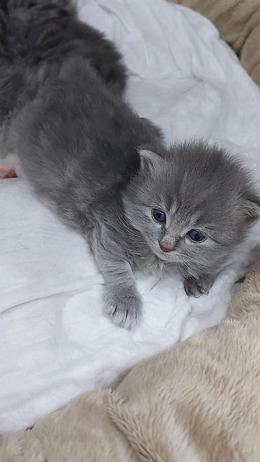 Pişiklər: Britan — 5