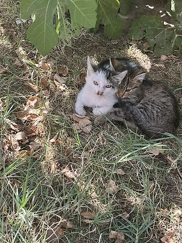 бенгалская кошка даром: Кошка даром: Беспородная, 2 месяца, Девочка — 2