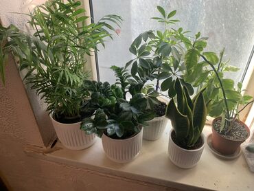 Другие комнатные растения: Комнатные растения