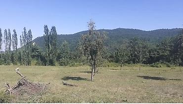 masalli dasinmaz əmlak: 43 sot, Biznes üçün, Kupça (Çıxarış) — 4
