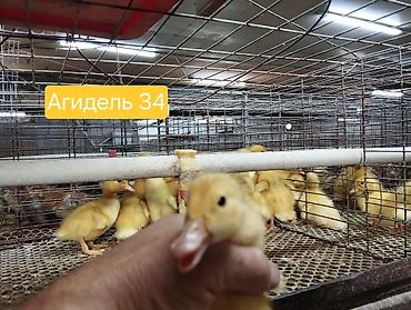Животные: Утята кросса Агидель-34 - Порода/кросс: Агидель-34 (мясной тип) - — 1