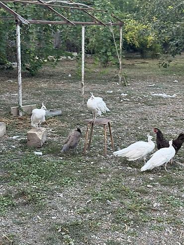 Tovuz quşları: Tovuzquşu balaları - Ağcabədi rayonunda yerləşir. - cütü 150 azndir -da lalafo.az — 13 Tovuz quşları: Tovuzquşu balaları - Ağcabədi rayonunda yerləşir. - cütü 150 azndir — 13