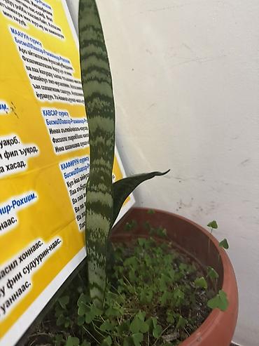 Алоэ: Алоэ вера и сансевиерия (щучий хвост) в горшках - Алоэ вера: кусты и — 3