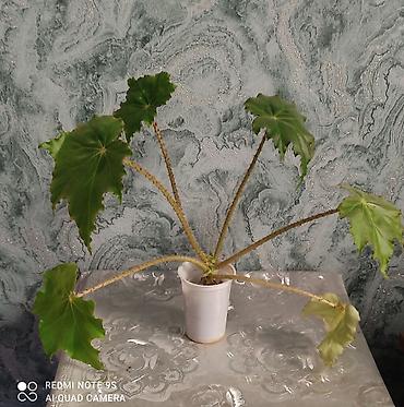 Другой декор и предметы интерьера: Цветы распродажа от 100 сом остатки до 1300 сом. Живу рядом с Дордой — 10