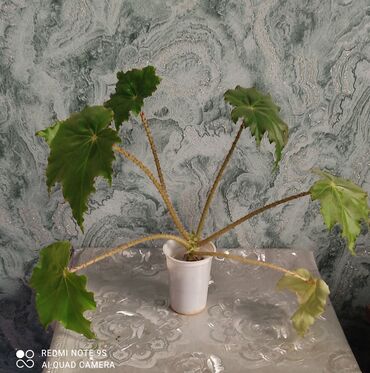 Другой декор и предметы интерьера: Распродажа по 300 сом и выше — 6