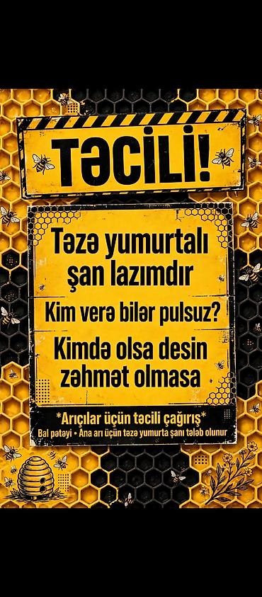 mal bazarı: Məhsul: Təzə yumurtalı şan (bal pətəyi) Təyinat: Ana arı üçün təzə — 1