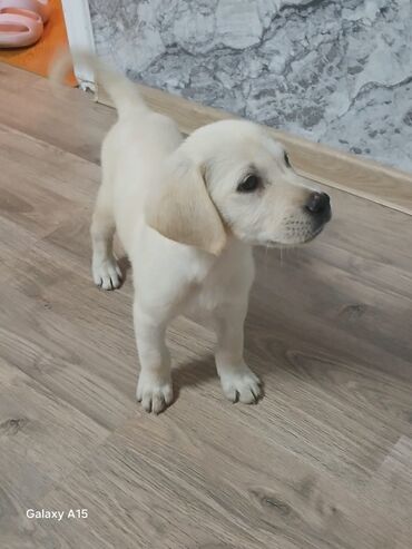 İtlər: Labrador-retriver, 3 ay, Erkek, Peyvəndli, Ünvandan götürmə