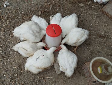 yumurtlayan toyuqlar satilir: Diri ceki.4azn heyet
weraitinde