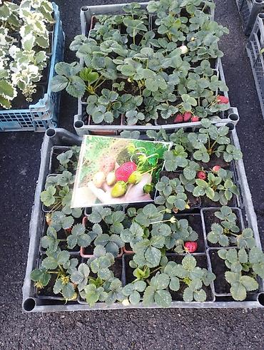 Другие садовые цветы и кустарники: Садовый центр/питомник растений и товаров для сада - Широкий выбор — 10