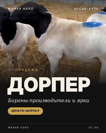 Продаю | Ягненок | Для разведения | Племенные, Осеменитель, Матка