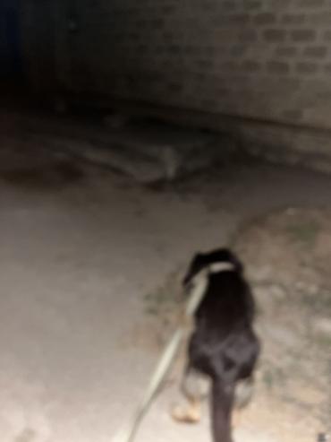 mühafizə rəisi: Xidmət: Gecə gəzintisi və mühafizə məqsədli itlə patrul Təsvir: - — 7