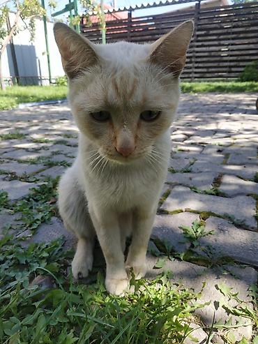 понилер: 2 года, Мальчик — 8