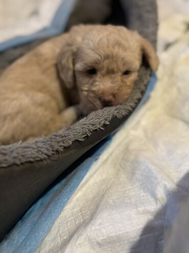 İtlər: Cins: POODLE Kiçik ölçülü, açıq krem rəngli, sıx qıvrım tüklü it — 8