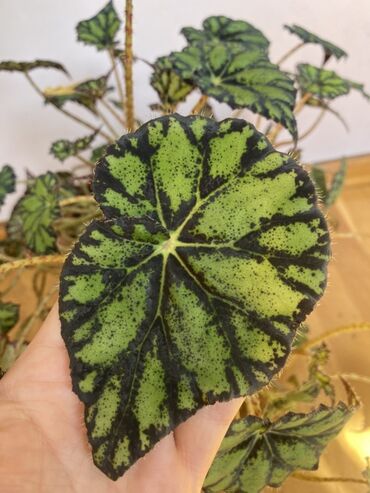 Otaq bitkiləri: Bu begoniya bitkisi iri, yaşıl və qara naxışlı yarpaqları ilə — 10