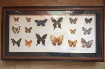 Rəsm və şəkillər: Коробка с 16 образцами настоящих Африканских бабочек для украшения на