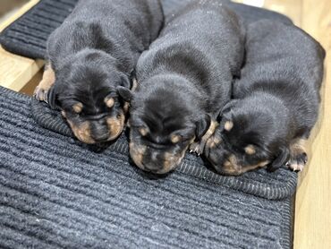 İtlər: Doberman, Erkek — 3