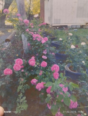 Садовые цветы и кустарники: Саженцы цветка: Розы — 8