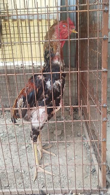 кошка купить бишкек: Продаю | Куры — 3