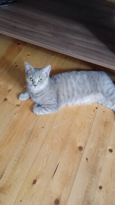 кошки отдам в хорошие руки: Britan, Yaxşı əllərə