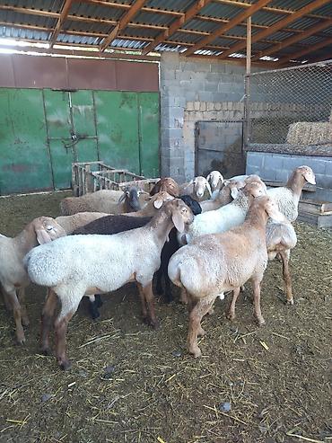 Продам с/х животных: Продаю | Баран (самец) | На забой, Для разведения — 6