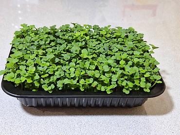 Микрозелень: Микрозелень и молодые травы в кассетах - Ассортимент: микрозелень — 24