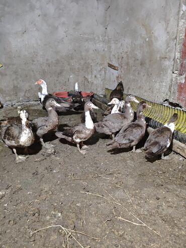 Ördəklər: Məhsul: ağ-qara və qəhvəyi-ağ rəng çalarlarında muskovi ördəklər — 5