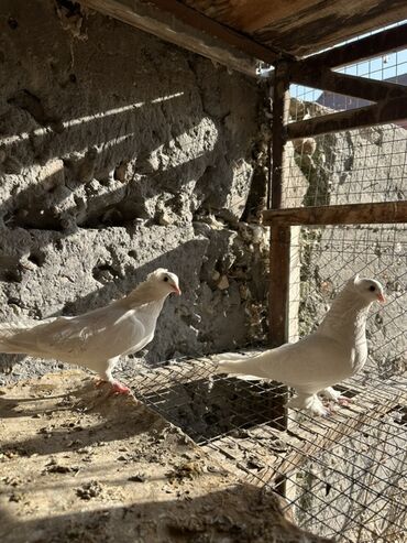 Птицы: Продаю голубей!!!! На фото представлены голуби разных пород. Цены на — 6