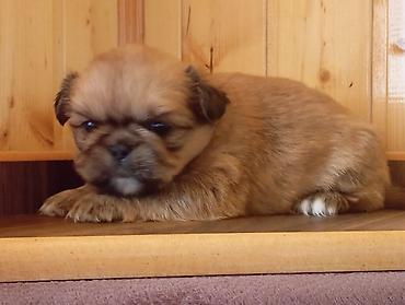koxin karlik: Pekines, 1 ay, Erkək, Peyvəndli, Ünvandan götürmə — 6