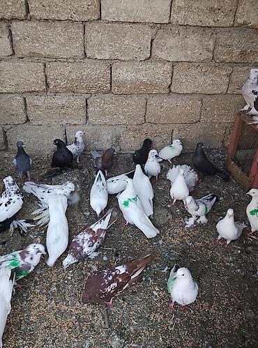 Голуби: Salam 80 dene olar quş var hem dekarativ hem uçan qusdar yaxşı dirakon — 4