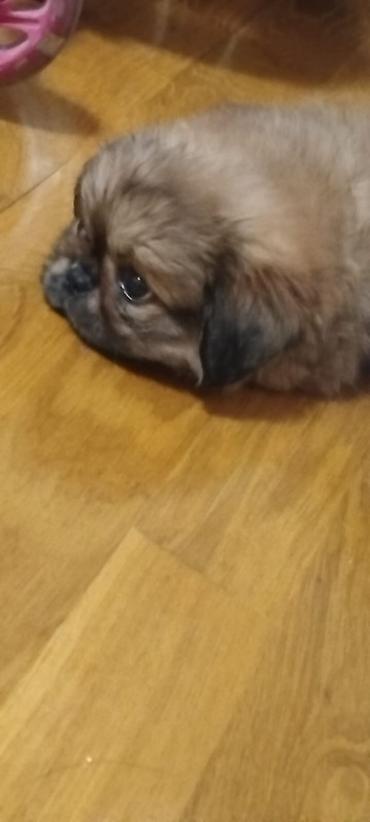Pekines